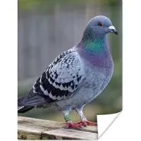 PosterMonkey Poster Duif - Vogel - Paars - Veren - 60x80 cm