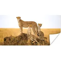 PosterMonkey Poster Cheetah - Gras - Natuur - Savanne - 150x75 cm