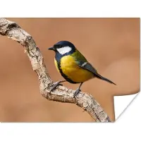 PosterMonkey Poster Vogel - Koolmees - Takken - 160x120 cm XXL