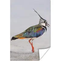PosterMonkey Poster Vogel - Dieren - Zand - Kievit - 120x180 cm XXL