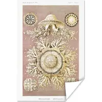 PosterMonkey Poster Vintage - Ernst Haeckel - Kwal - Kunst - 20x30 cm