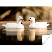 PosterMonkey Poster Eend - Wit - Dieren - Water - Vogel - Eenden - 40x30 cm