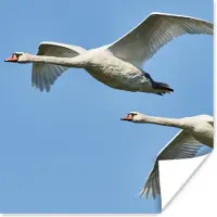 PosterMonkey Poster Zwaan - Vogel - Lucht - Blauw - 50x50 cm