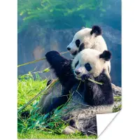 PosterMonkey Poster Panda - Bamboe - Gras - Dieren - 120x160 cm XXL