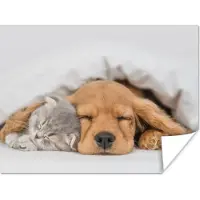 PosterMonkey Poster huisdieren - hond - Kat - Deken - 120x90 cm
