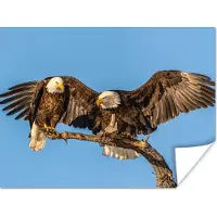 PosterMonkey Poster Vogel - Takken - Arend - Roofvogels - Lucht - 160x120 cm XXL