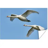 PosterMonkey Poster Zwaan - Vogel - Lucht - Blauw - 90x60 cm