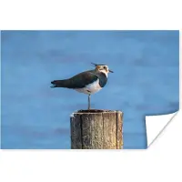 PosterMonkey Poster Vogel - Dieren - Paal - Blauw - Kievit - 90x60 cm