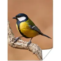 PosterMonkey Poster Vogel - Koolmees - Takken - 120x160 cm XXL