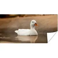 PosterMonkey Poster Eend - Vogel - Water - Wit - 40x20 cm