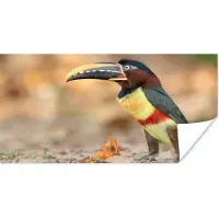 PosterMonkey Poster Vogel - Toekan - Veren - Natuur - 150x75 cm