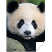 PosterMonkey Poster Panda - Wilde dieren - Portret - Steen - 90x120 cm
