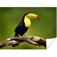 PosterMonkey Poster Vogel - Toekan - Regenboog - Groen - Tak - 80x60 cm
