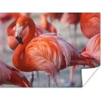 PosterMonkey - Poster - Flamingo - Vogel - Dieren - Roze - Fotolijst - 160x120 cm - Poster flamingo - Posterlijst - Frame poster - Poster dieren - Woonkamer