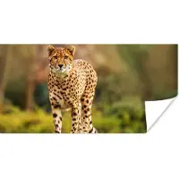PosterMonkey Poster Wilde dieren - Gras - Luipaard - Natuur - 80x40 cm