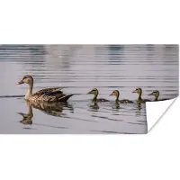 PosterMonkey Poster Eend - Water - Vogel - Bruin - 160x80 cm