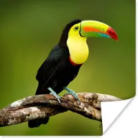 PosterMonkey Poster Vogel - Toekan - Regenboog - Groen - Tak - 100x100 cm XXL