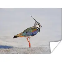 PosterMonkey Poster Vogel - Dieren - Zand - Kievit - 80x60 cm