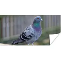 PosterMonkey Poster Duif - Vogel - Paars - Veren - 160x80 cm