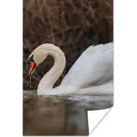 PosterMonkey Poster Zwaan - Water - Dieren - Vogel - 120x180 cm XXL