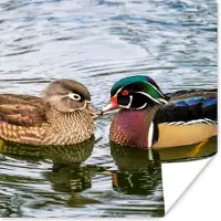 PosterMonkey Poster Eend - Vogels - Water - Veren - Dieren - 50x50 cm