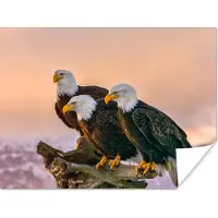 PosterMonkey Poster Vogels - Natuur - Roofvogels - Arend - 160x120 cm XXL