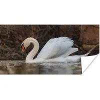PosterMonkey Poster Zwaan - Water - Dieren - Vogel - 40x20 cm