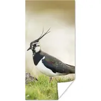 PosterMonkey Poster Vogel - Gras - Dieren - Natuur - Kievit - 40x80 cm