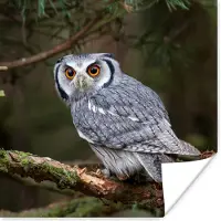 PosterMonkey Poster Uil - Vogel - Takken - Natuur - 75x75 cm