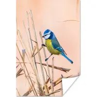 PosterMonkey Poster Vogel - Pimpelmees - Riet - 120x180 cm XXL