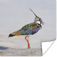PosterMonkey Poster Vogel - Dieren - Zand - Kievit - 75x75 cm