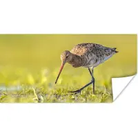 PosterMonkey Poster Vogels - Gras - Landschap - Grutto - 120x60 cm