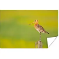 PosterMonkey Poster Vogel - Dieren - Grutto - Paal - Groen - 180x120 cm XXL