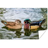 PosterMonkey Poster Eend - Vogels - Water - Veren - Dieren - 120x80 cm
