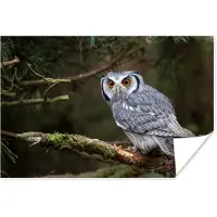 PosterMonkey Poster Uil - Vogel - Takken - Natuur - 90x60 cm