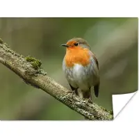 PosterMonkey Poster Vogel - Roodborstje - Tak - Planten - 40x30 cm