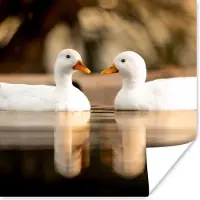 PosterMonkey Poster Eend - Wit - Dieren - Water - Vogel - Eenden - 75x75 cm