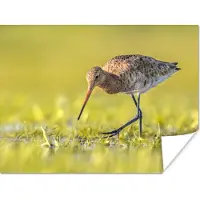 PosterMonkey Poster Vogels - Gras - Landschap - Grutto - 80x60 cm