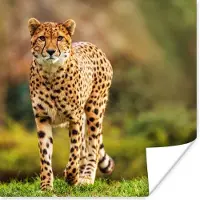 PosterMonkey Poster Wilde dieren - Gras - Luipaard - Natuur - 75x75 cm