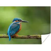 PosterMonkey Poster IJsvogel - Tak - Mos - Vogel - Groen - 160x120 cm XXL
