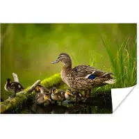 PosterMonkey Poster Eend - Vogels - Water - Tak - Mos - 60x40 cm