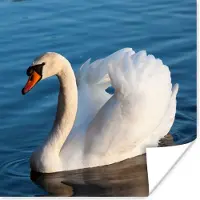 PosterMonkey Poster Zwaan - Water - Vogel - Wit - 75x75 cm