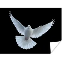 PosterMonkey Poster Duif - Vogel - Zwart - Wit - Portret - 40x30 cm