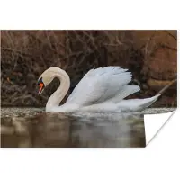 PosterMonkey Poster Zwaan - Water - Dieren - Vogel - 180x120 cm XXL