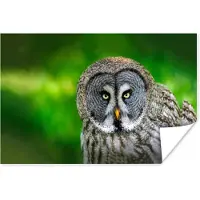PosterMonkey Poster Vogel - Uil - Dieren - Bruin - Portret - 60x40 cm