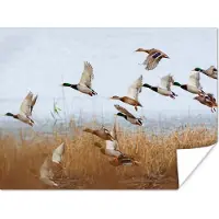 PosterMonkey Poster Eend - Vogel - Riet - Water - Eenden - 40x30 cm