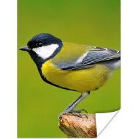 PosterMonkey Poster Vogel - Koolmees - Dieren - Groen - 30x40 cm