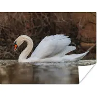 PosterMonkey Poster Zwaan - Water - Dieren - Vogel - 160x120 cm XXL