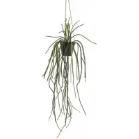 Woonexpress Hangplant Rhipsalis Groen