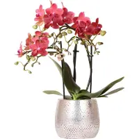 Everspring Kolibri Orchids | rode Phalaenopsis orchidee – Congo + Elite pot silver – potmaat Ø9cm – 40cm hoog | bloeiende kamerplant in bloempot - vers van de kweker